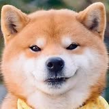 专家头像