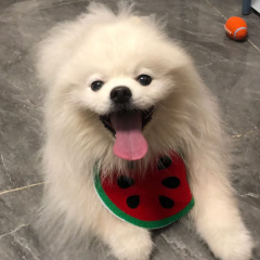 专家头像