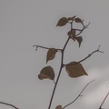 专家头像