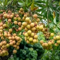专家头像