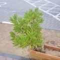 专家头像